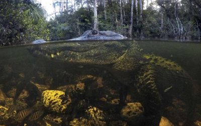 US agency cancels Trump policy on conservation purchases