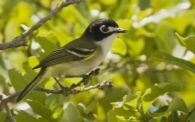 Calling all birders: U.S. Fish & Wildlife Service and Texas Parks & Wildlife Department need citizen scientists