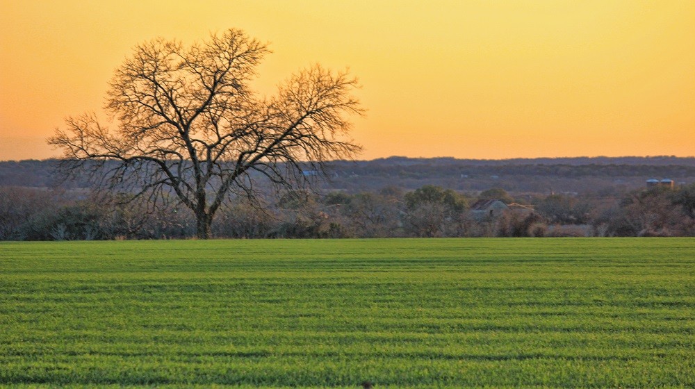 What’s At Stake When We Pave Over, Fragment And Otherwise Fail To Protect Texas Farmland From The Disruptions Of Development?