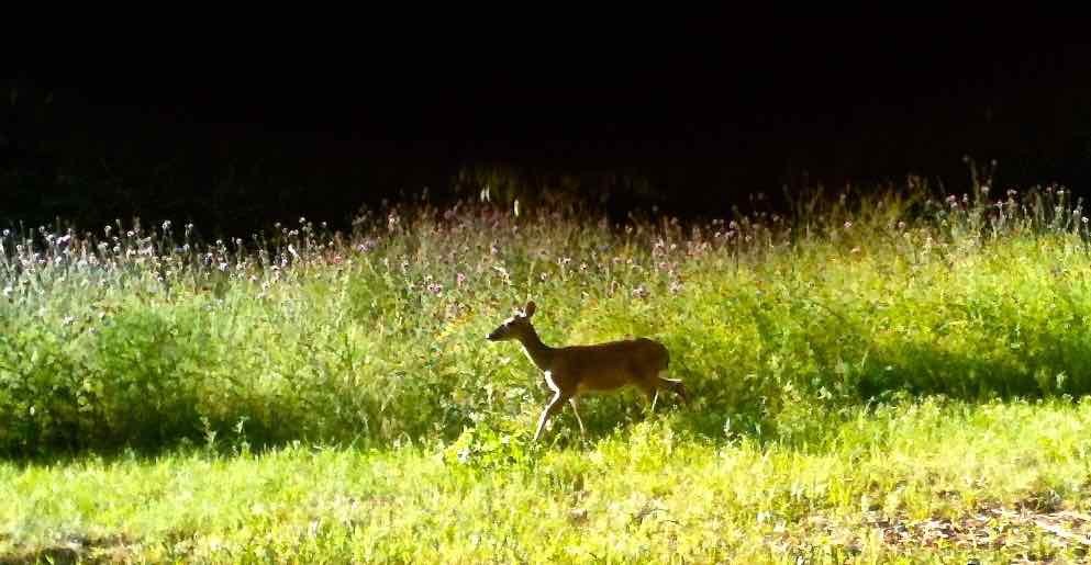 Covid Is Rampant Among Deer, Research Shows