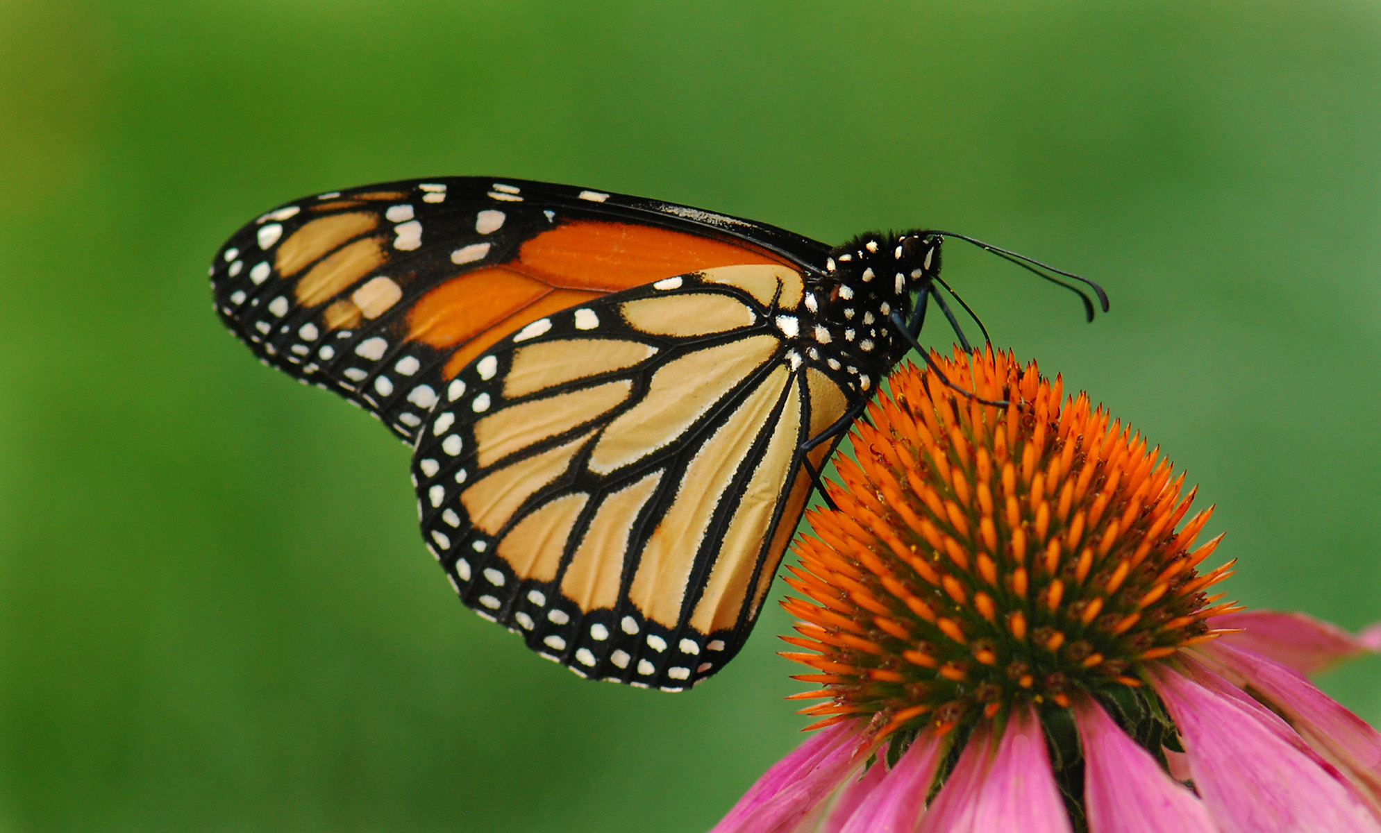 Monarch Butterfly Gets Protection In ‘historic’ Deal