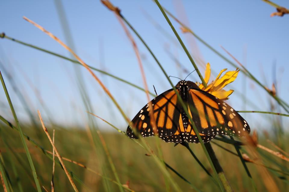 Can The Monarch Highway Help Save A Butterfly Under Siege?