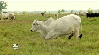 Flooded Texas Ranchers Struggle To Safeguard Stranded Herds