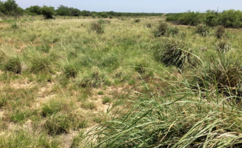 Efforts Encouraging Texas Ranchers To Restore Native Grasses Show Promise