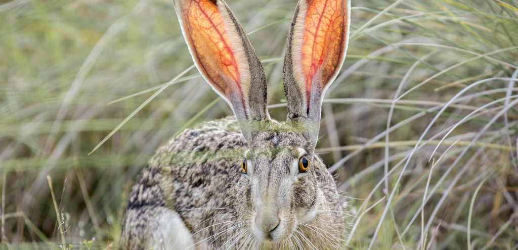 Jackrabbit sits in tall grass - Chema Domenach