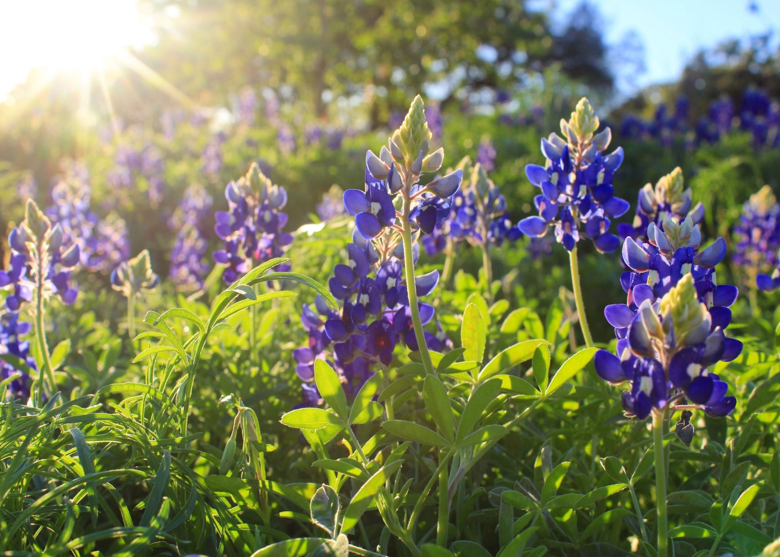 Pretty And Powerful: Six Wildflowers That Benefit Texas Ecosystems