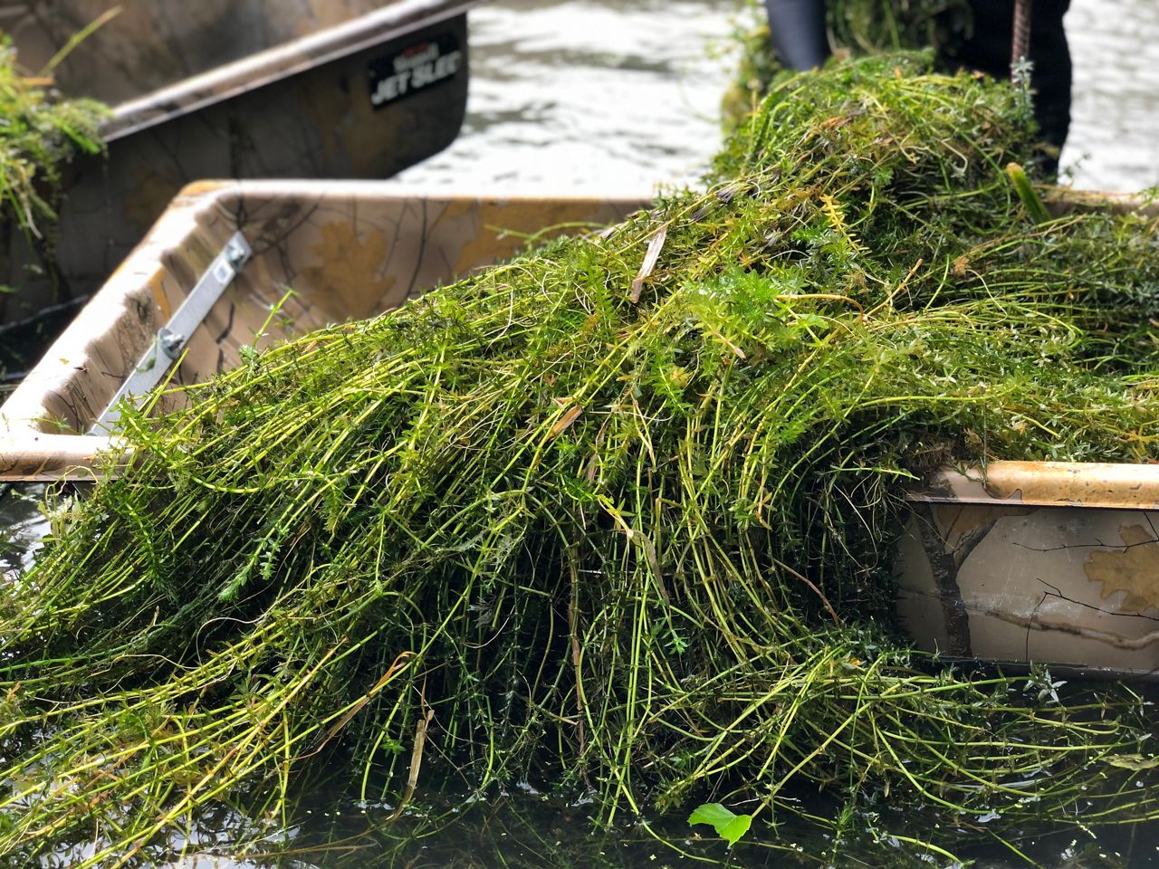 Conservationists Are Plucking The Plants That Threaten Texas Wild Rice, Fountain Darters