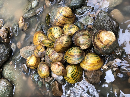 Pile Of Texas Pimpleback Mussels In Shallow Water
