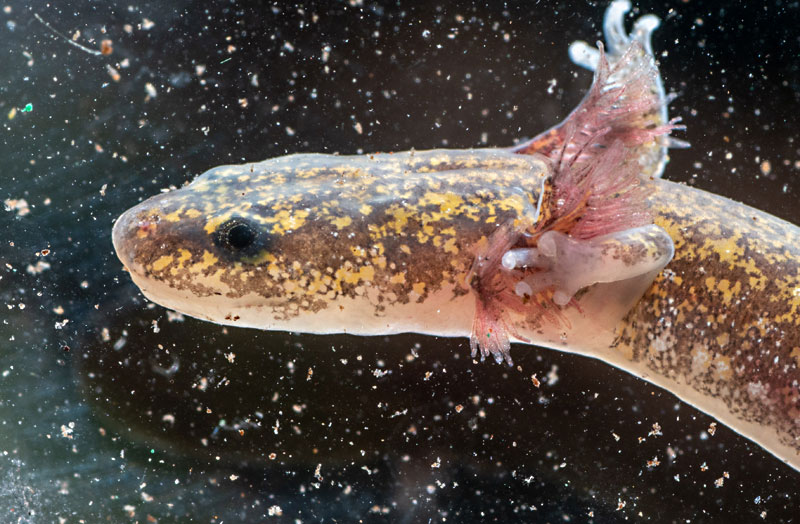 1,400-acre Development Near Hamilton Pool Ignites Push To Protect Salamander