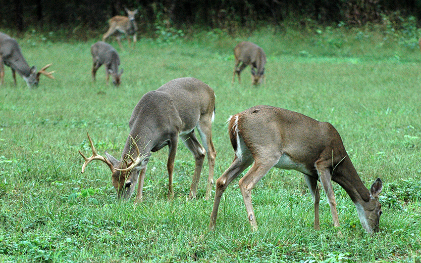 New Evidence COVID-19 Is Widespread In Deer