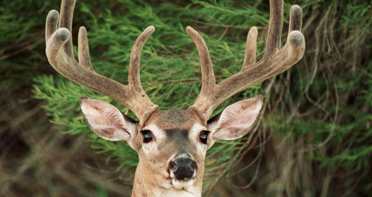 Texas Adopts New Management Rules For Chronic Wasting Disease In Deer