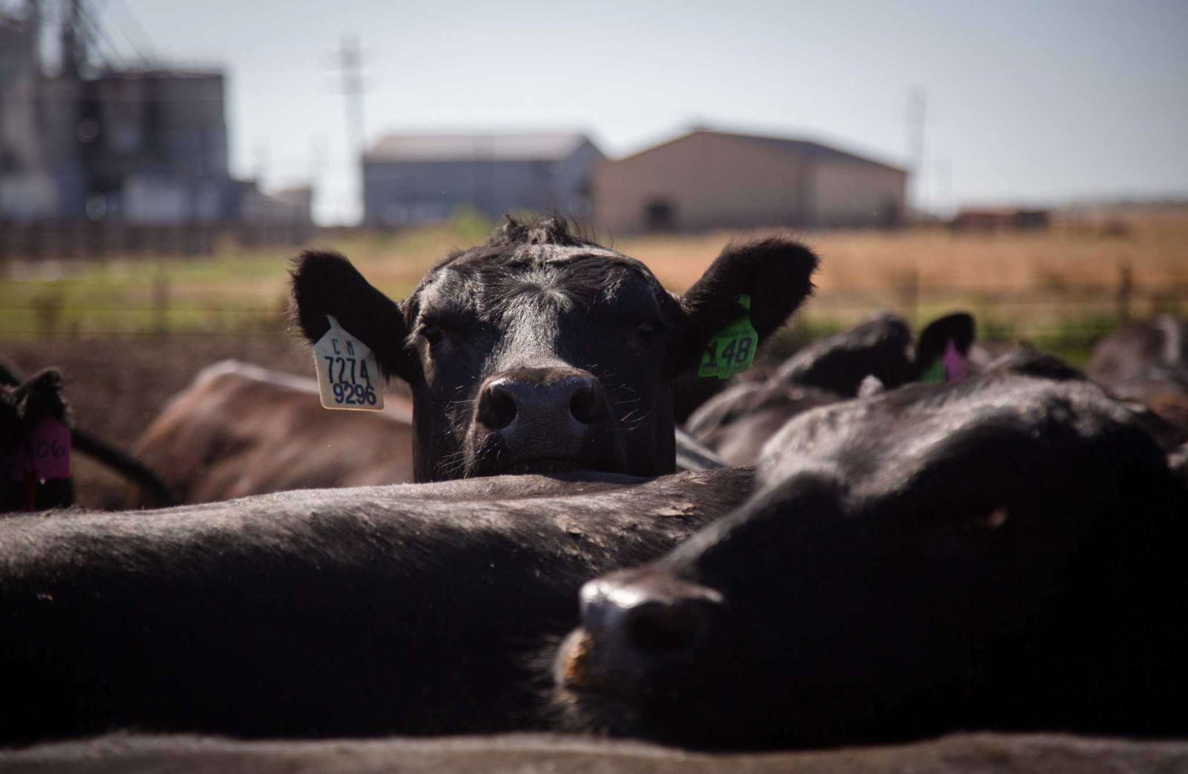 How Cattle Ranchers Can Combat Climate Change