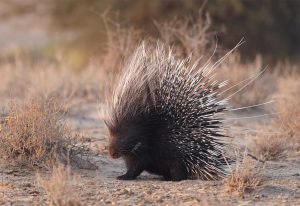 Porcupine walking through some dry grass