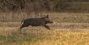 A feral hog runs through a grassy field