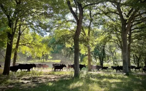 Cattle at G Bar C Ranch. Courtesy of Meredith Ellis