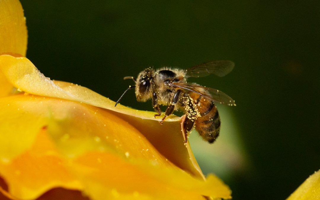 Want to save the bees? You don’t need to put out sugar water