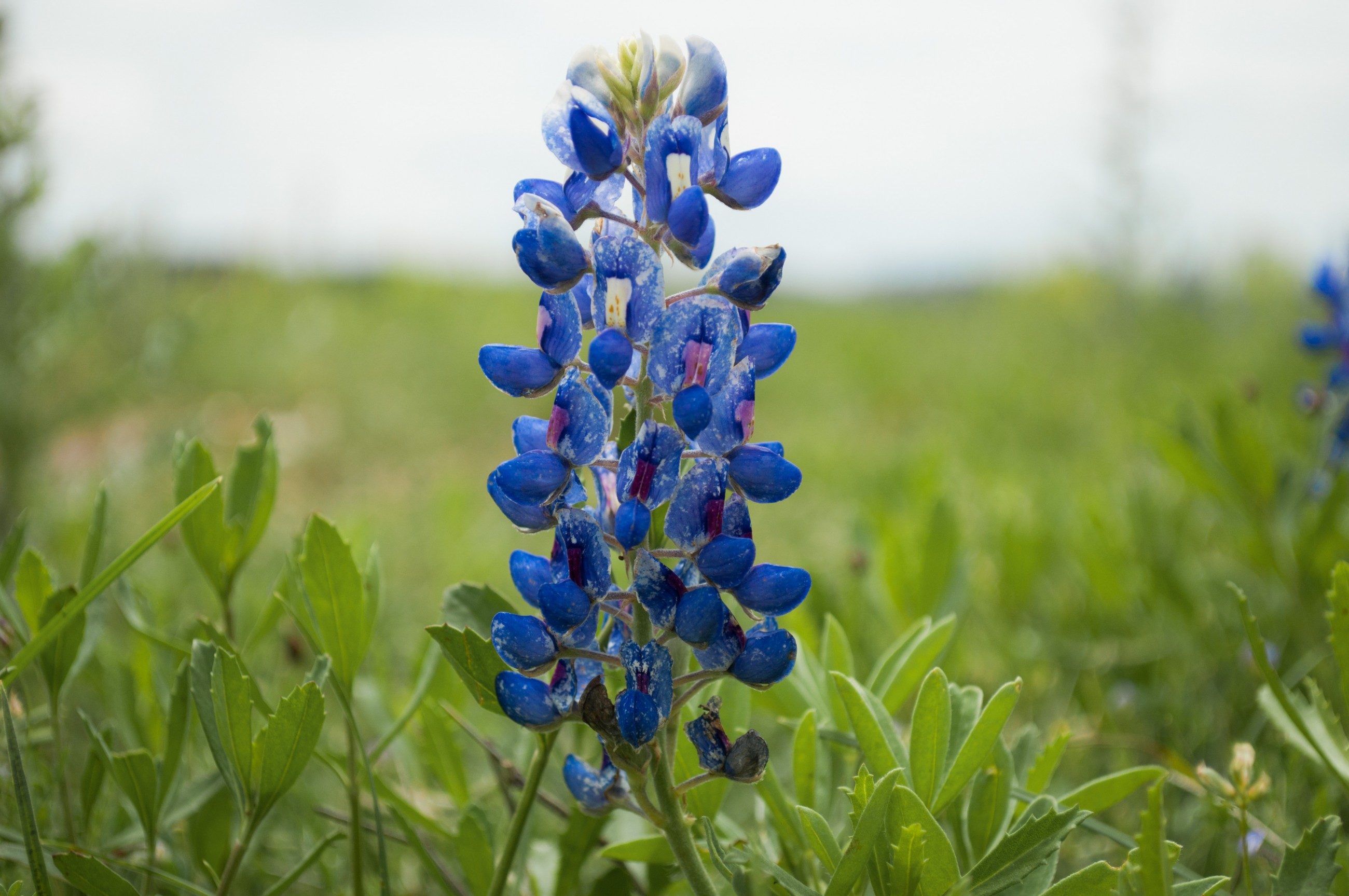 Here’s what to expect this wildflower season, how to identify Central Texas species