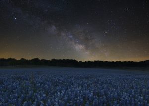 Starry skies over field of bluebonnets