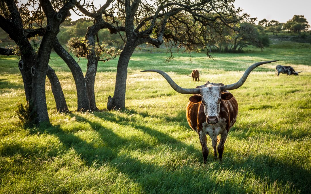 The wide open ranches of the Hill Country are not guaranteed for future generations. Credit: Michael Penn Smith