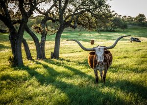 The wide open ranches of the Hill Country are not guaranteed for future generations. Credit: Michael Penn Smith