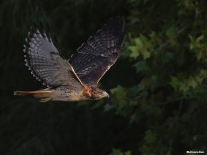 A Red-tailed Hawk swoops through the foreground of this photo taken by Alan Zhou