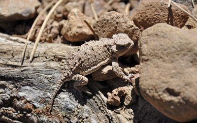 Bipartisan wildlife proposal would enhance fish and wildlife, add jobs, and grow businesses in Texas