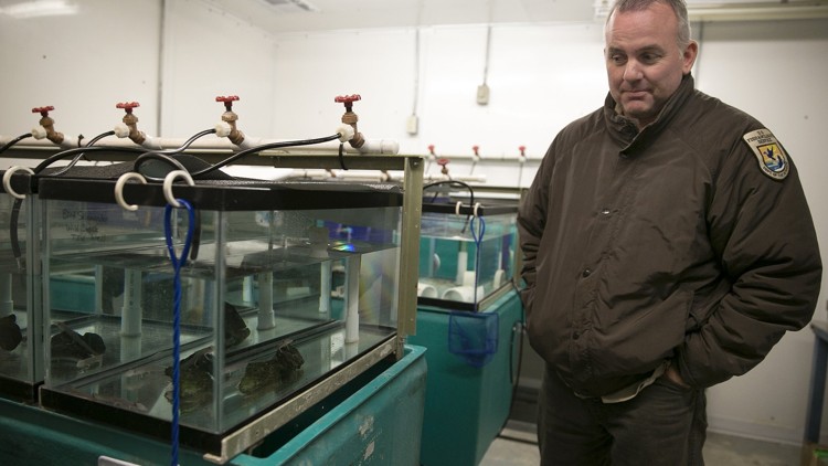Were hundreds of endangered salamanders stolen from a San Marcos lab?