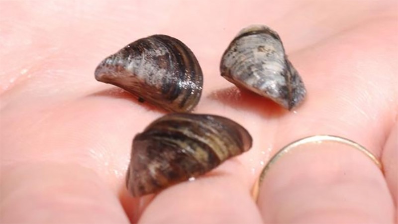 Invasive Zebra mussels found in Lake Travis, Texas wildlife officials say