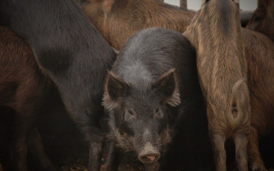 Wild pigs increase their urban and suburban area sprawls