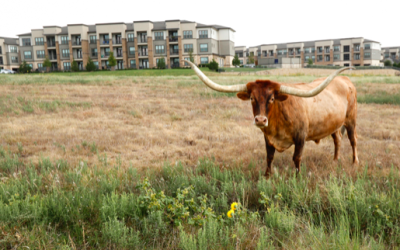 When a developer uses a cow or two to dodge property taxes, guess who pays: Homeowners