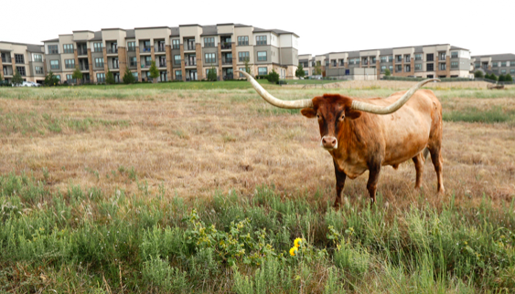 When a developer uses a cow or two to dodge property taxes, guess who pays: Homeowners