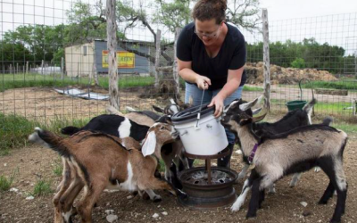Central Texas farmers survive selling directly to customers