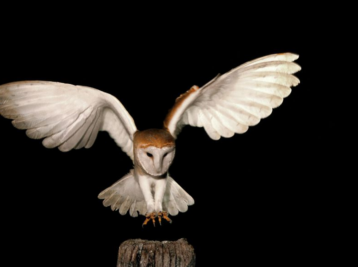 Moonlight helps white barn owls stun their prey