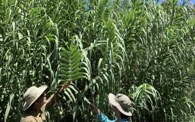 Healthy Creeks Initiative Underway