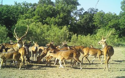 Axis Deer Project wraps up