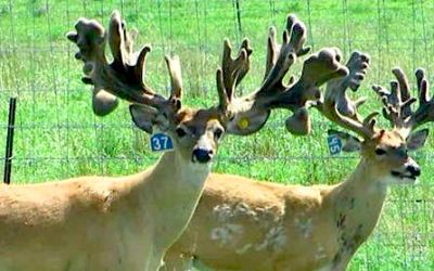 In a first, researchers find CWD prions in deer semen