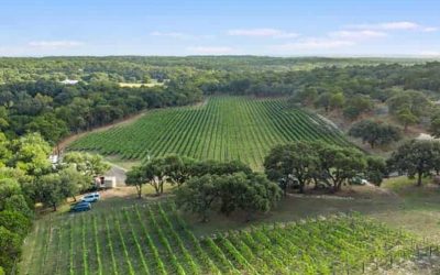 Texas Hill Country harvests No. 3 ranking among American wine regions