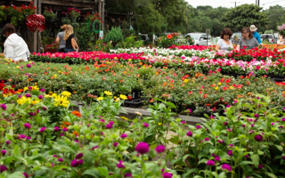 For stay-at-home stress relief, San Antonians turn to gardening