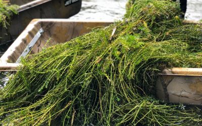 Conservationists are plucking the plants that threaten Texas wild rice, fountain darters