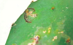 Newly detected moth threatens prickly pear in Texas