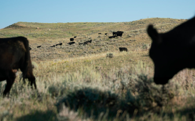 Big money is building a new kind of National Park in the Great Plains