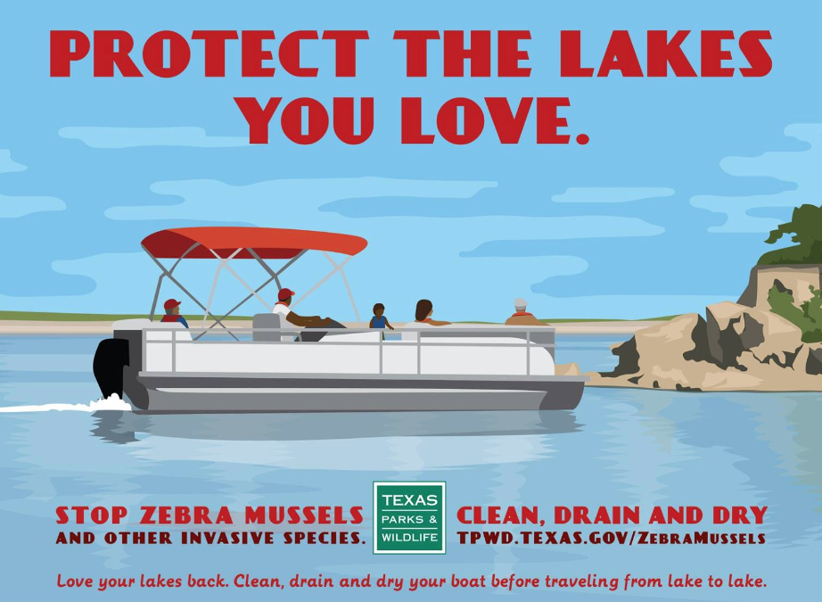 Invasive zebra mussels found in Lakes Lyndon B. Johnson, Pflugerville in Central Texas