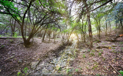 A Watershed Moment: Restoration of the Sessom Creek Watershed about to get underway