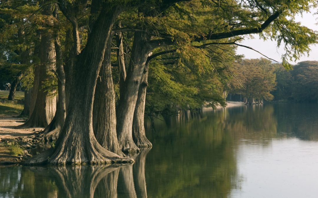 Cypress trees along the Frio River at Garner State Park