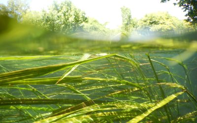 Wild rice sues to stop oil pipeline