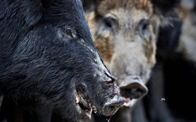 Swine country: How feral pigs took over the U.S.