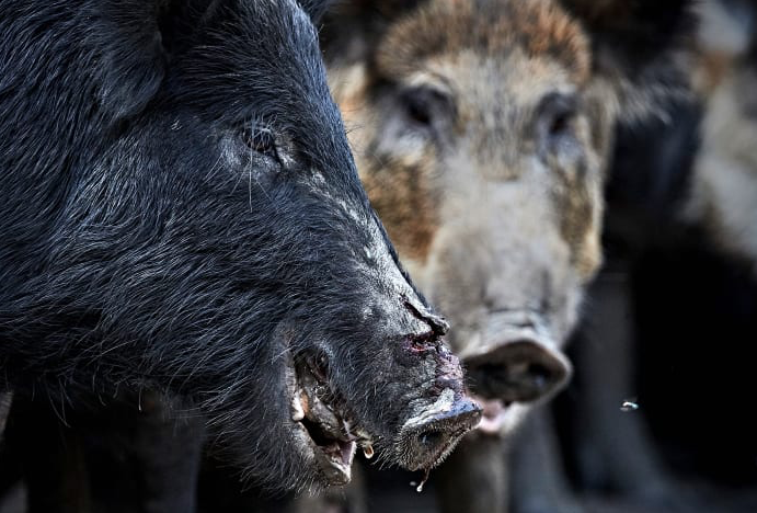 Swine country: How feral pigs took over the U.S.