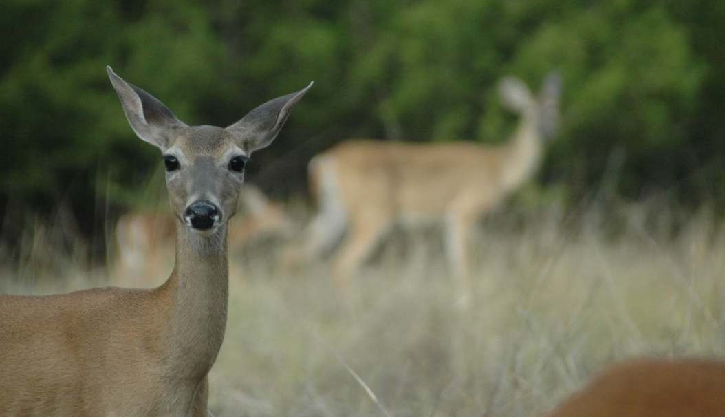 TPW Commission Adopts Amended Deer Movement Rules