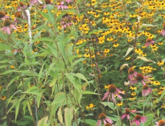 Big opportunities lie ahead for green infrastructure in Texas