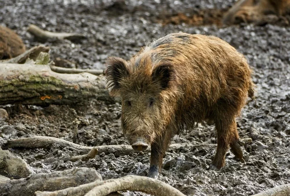 Photo of a feral hog